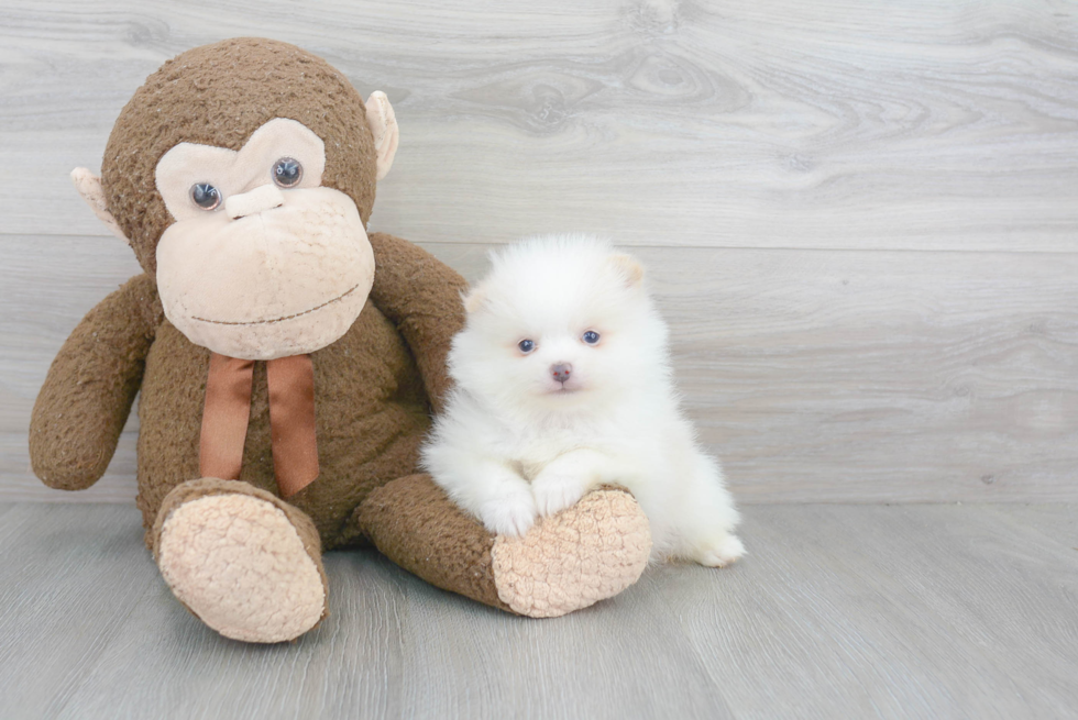 Friendly Pomeranian Purebred Pup