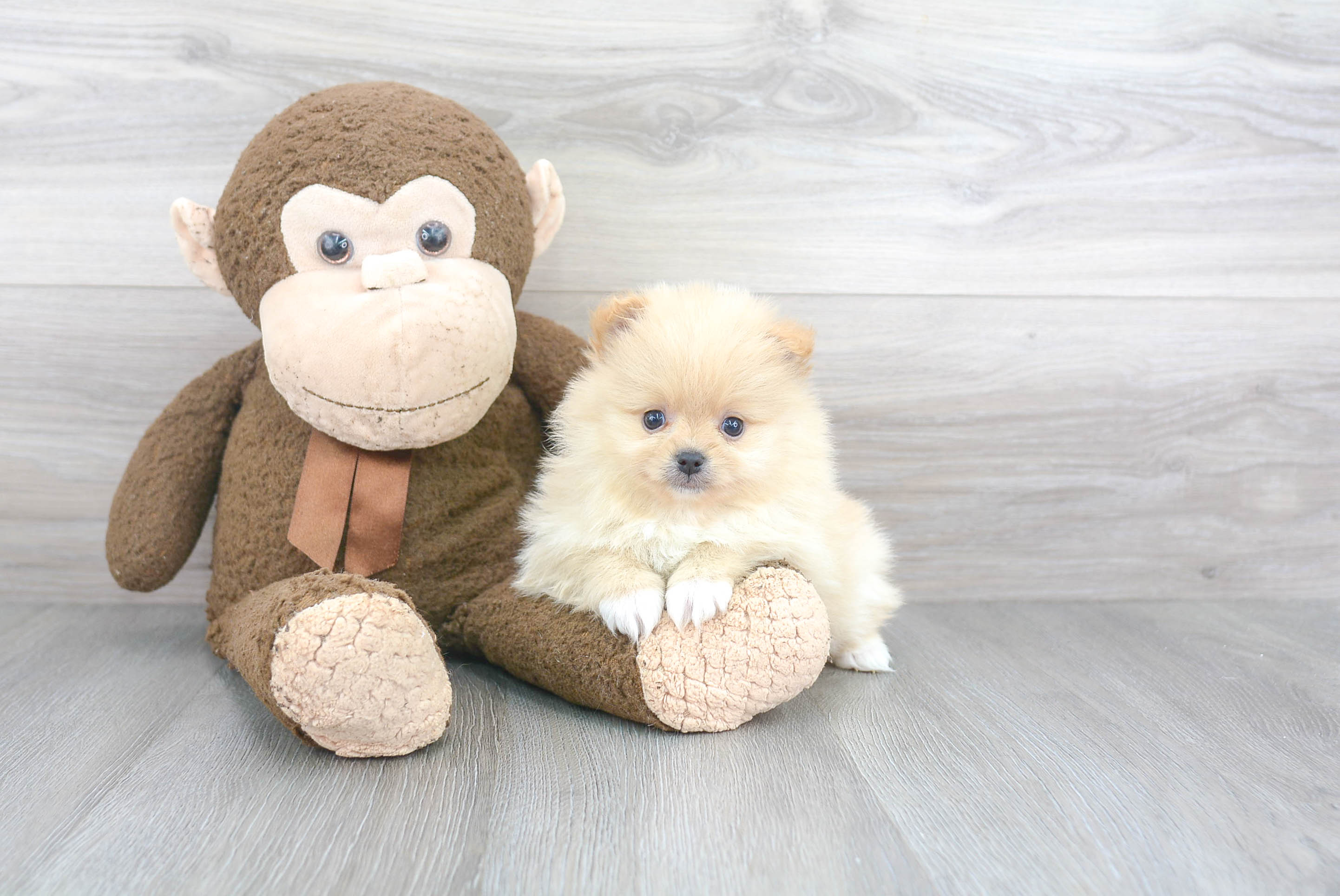 Best Pomeranian Baby