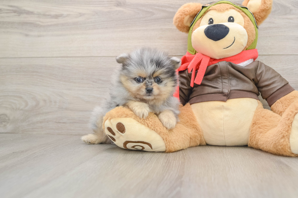 Playful Pomeranian Purebred Pup