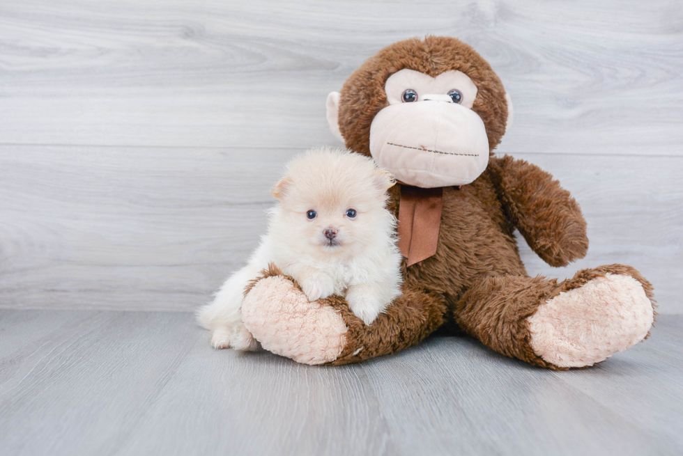Hypoallergenic Pomeranian Baby