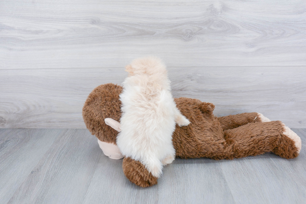 Pomeranian Puppy for Adoption