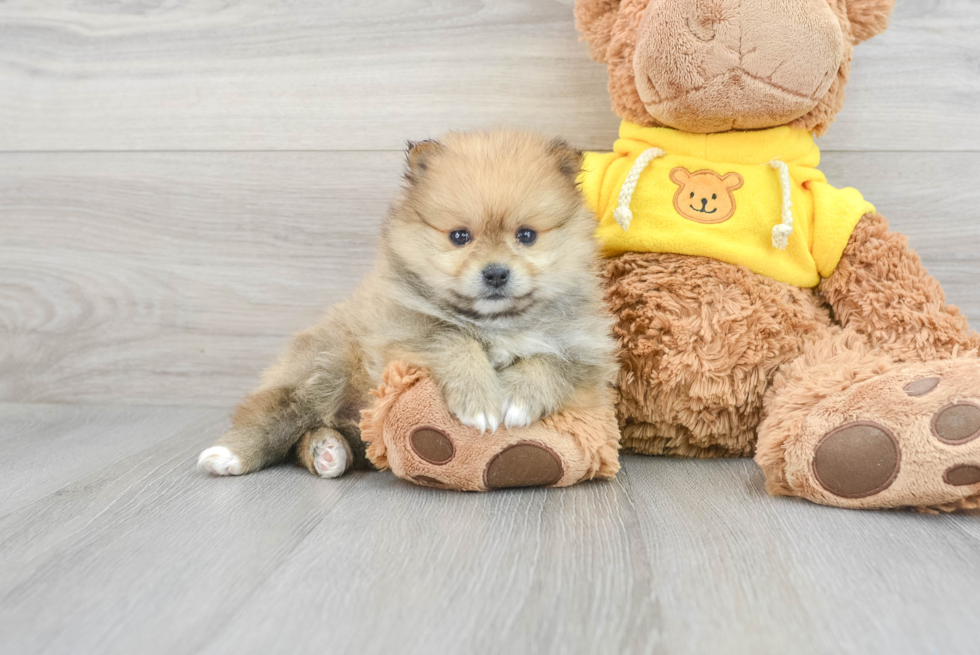 Best Pomeranian Baby
