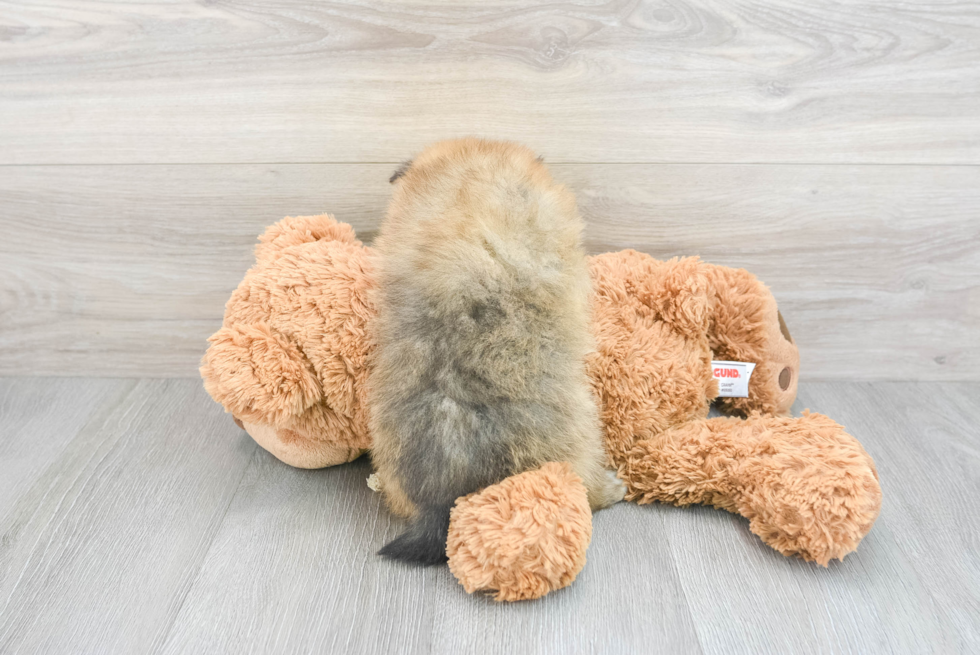 Best Pomeranian Baby