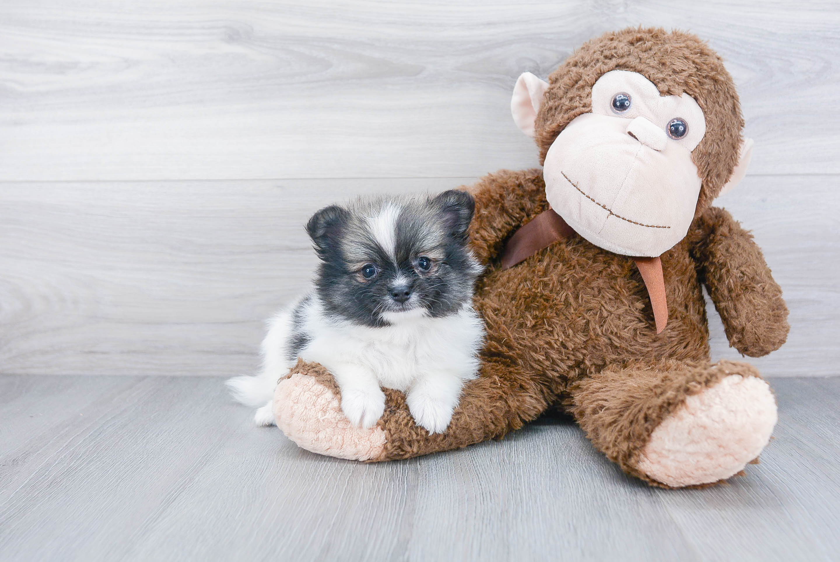 Pomeranian Puppy for Adoption