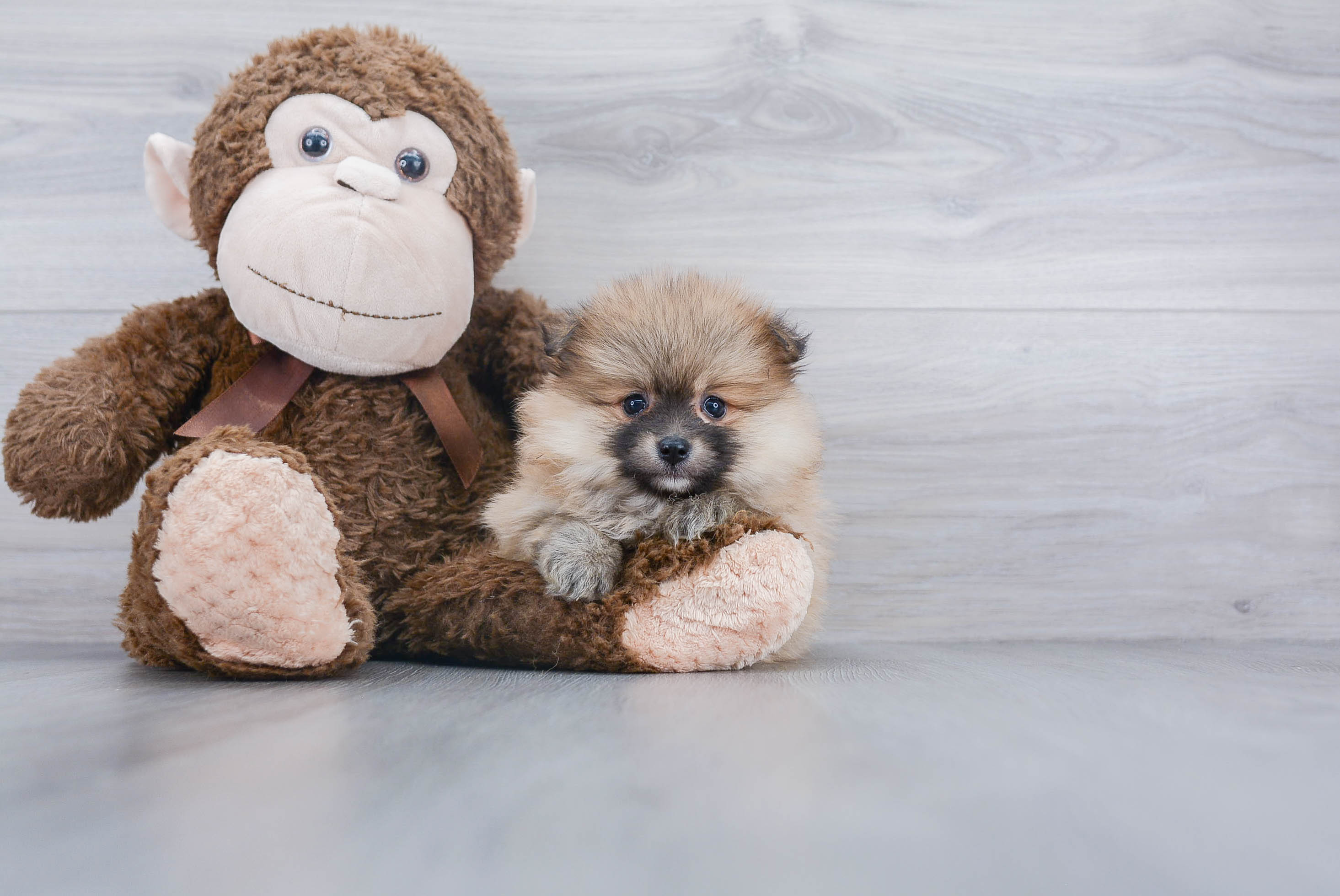 Best Pomeranian Baby