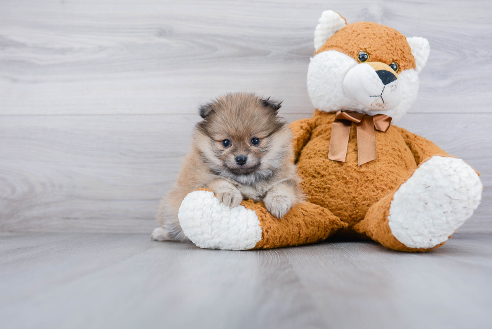 Smart Pomeranian Purebred Puppy
