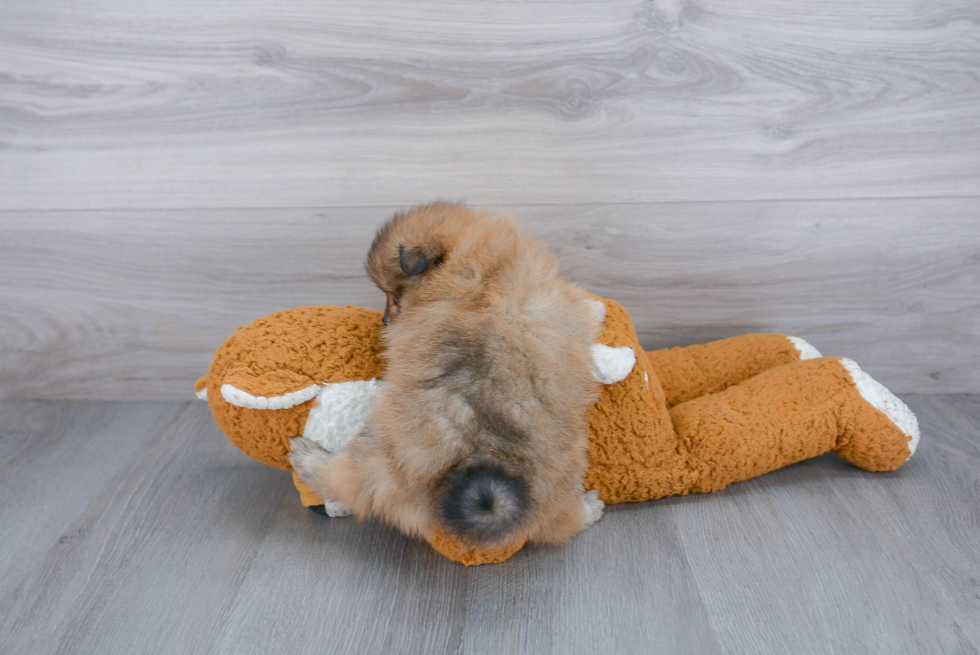 Small Pomeranian Purebred Pup