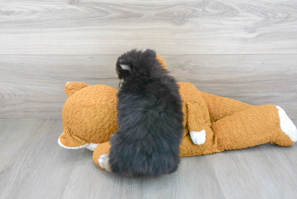 Happy Pomeranian Purebred Puppy