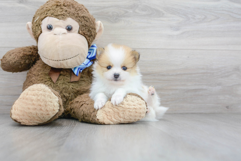 Friendly Pomeranian Purebred Pup