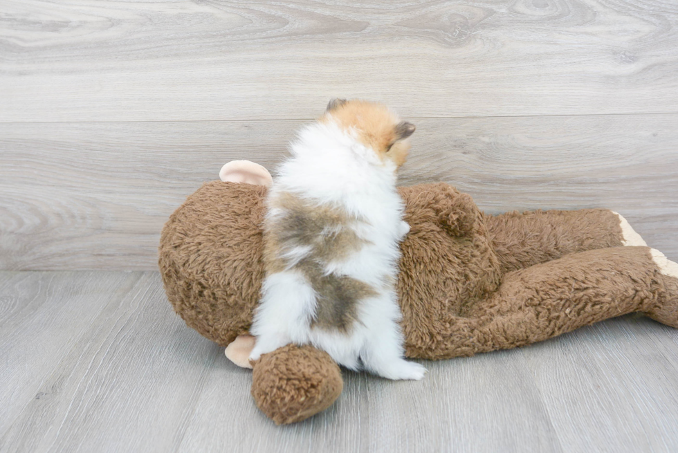 Best Pomeranian Baby