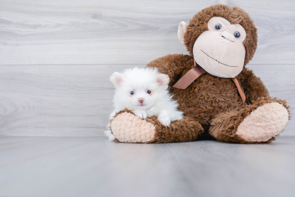 Best Pomeranian Baby