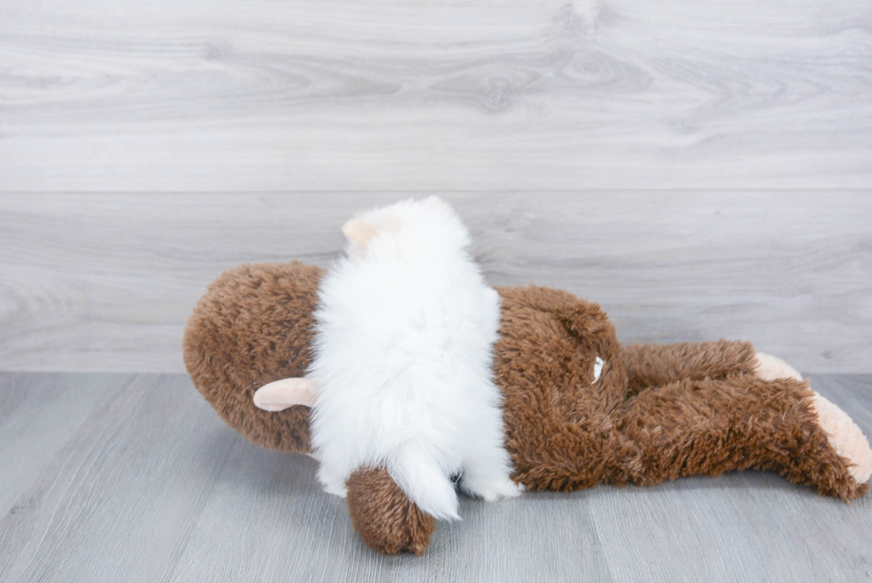 Best Pomeranian Baby