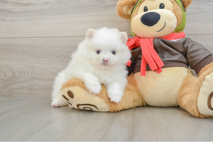 Akc Registered Pomeranian Purebred Pup