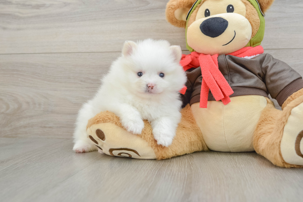 Akc Registered Pomeranian Purebred Pup