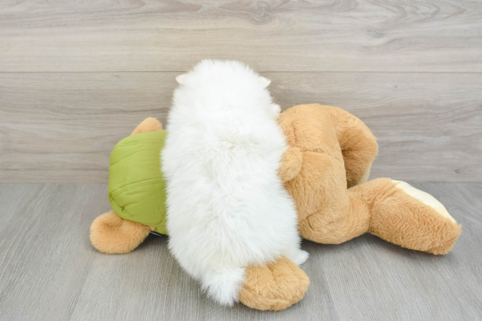 Hypoallergenic Pomeranian Baby