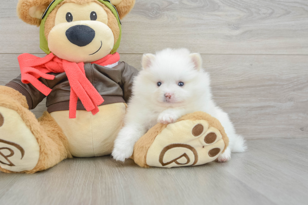 Pomeranian Puppy for Adoption