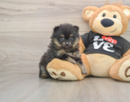 7 week old Pomeranian Puppy For Sale - Premier Pups