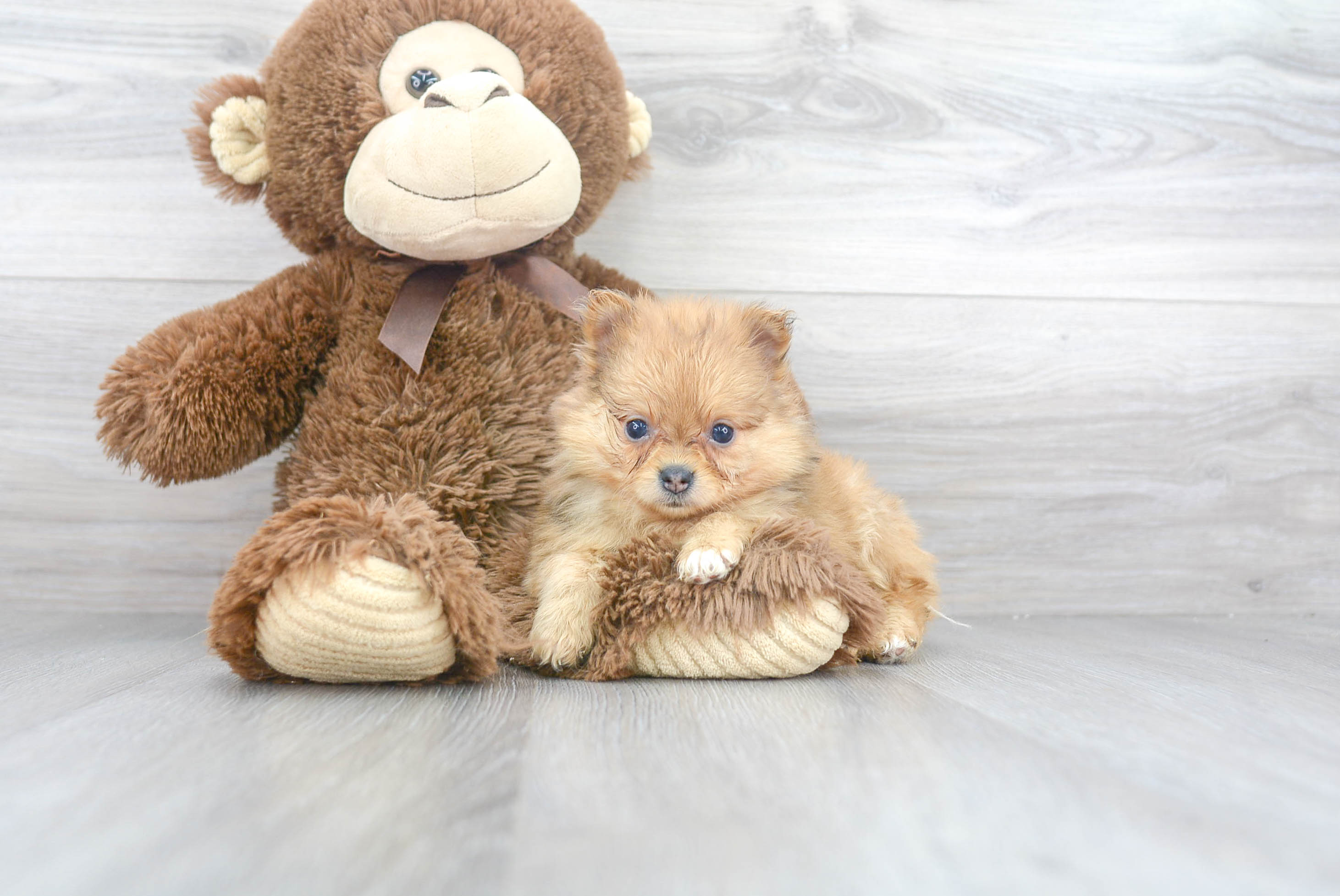 Best Pomeranian Baby