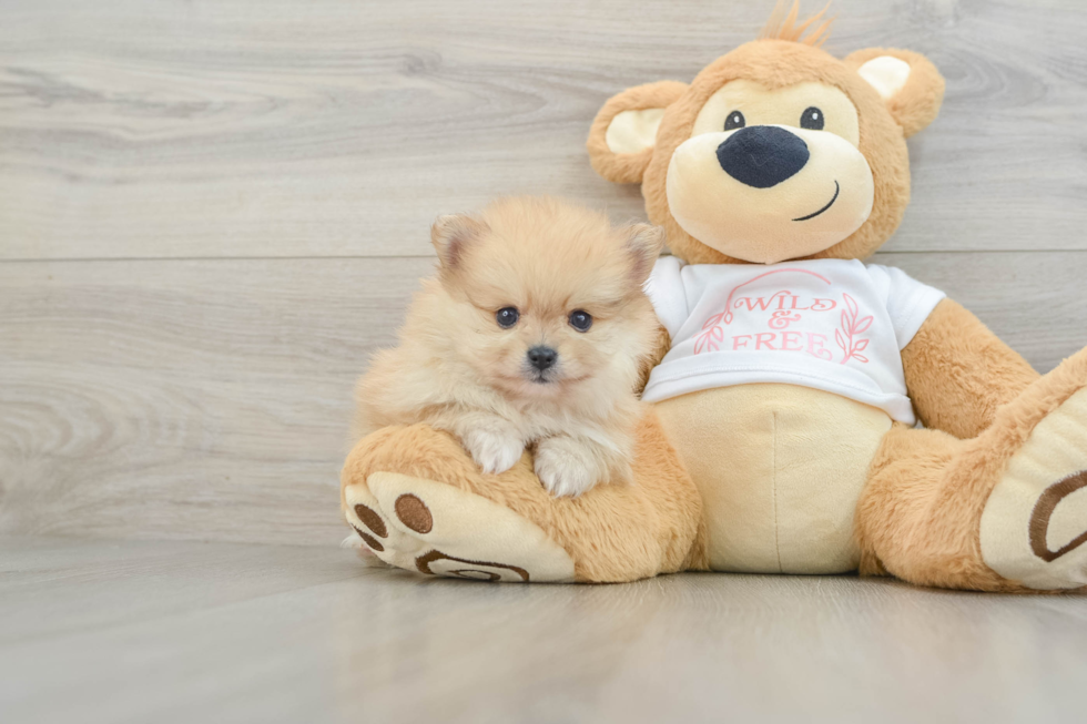 Best Pomeranian Baby