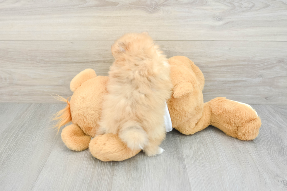 Best Pomeranian Baby