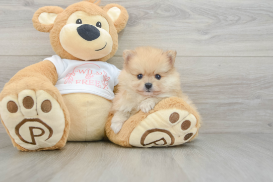 Pomeranian Puppy for Adoption