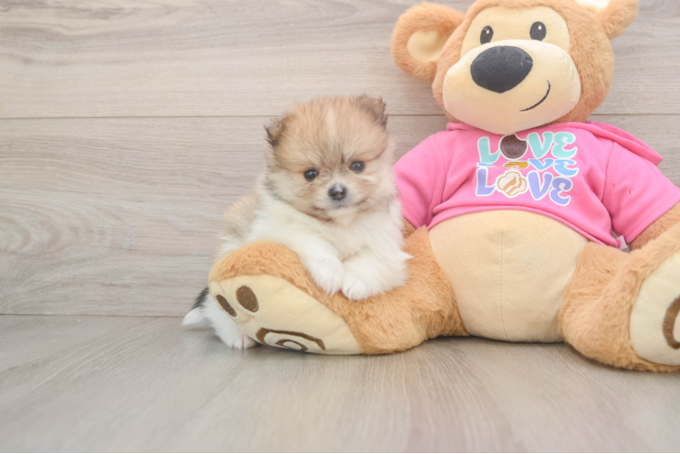 Pomeranian Puppy for Adoption
