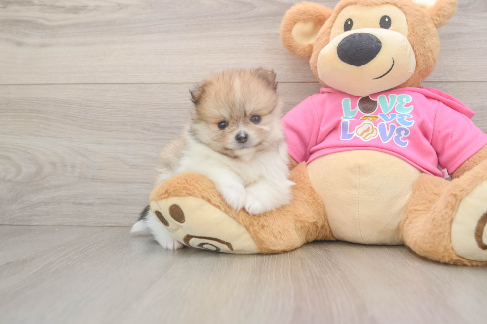 Pomeranian Puppy for Adoption
