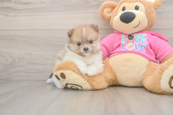Pomeranian Puppy for Adoption