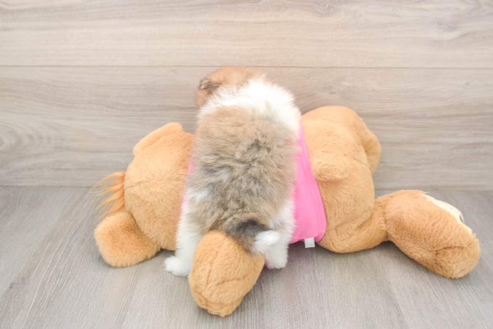 Best Pomeranian Baby