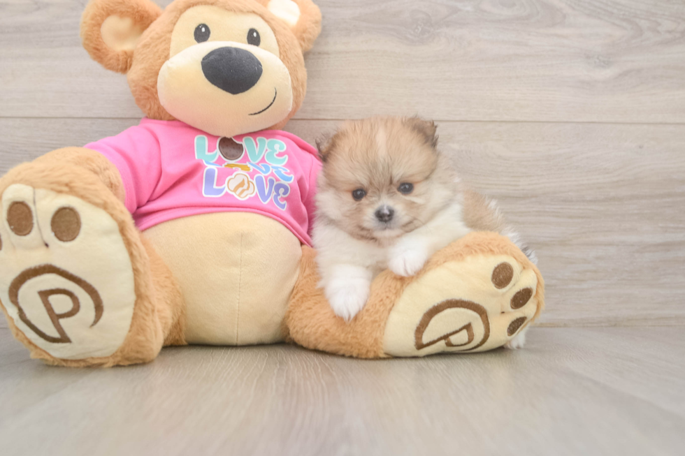 Happy Loulou Purebred Puppy