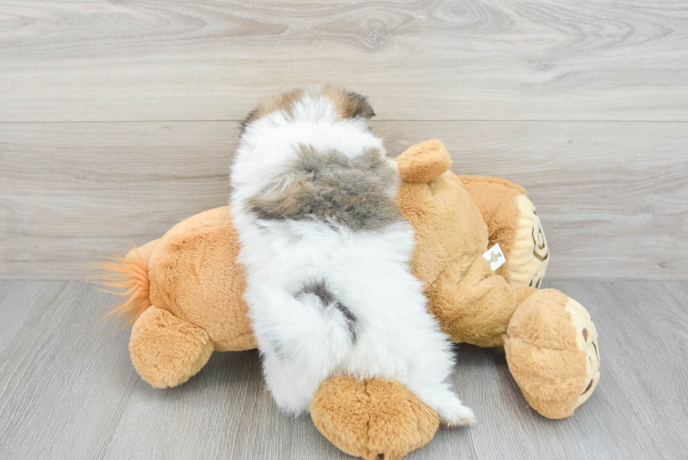 Pomeranian Pup Being Cute