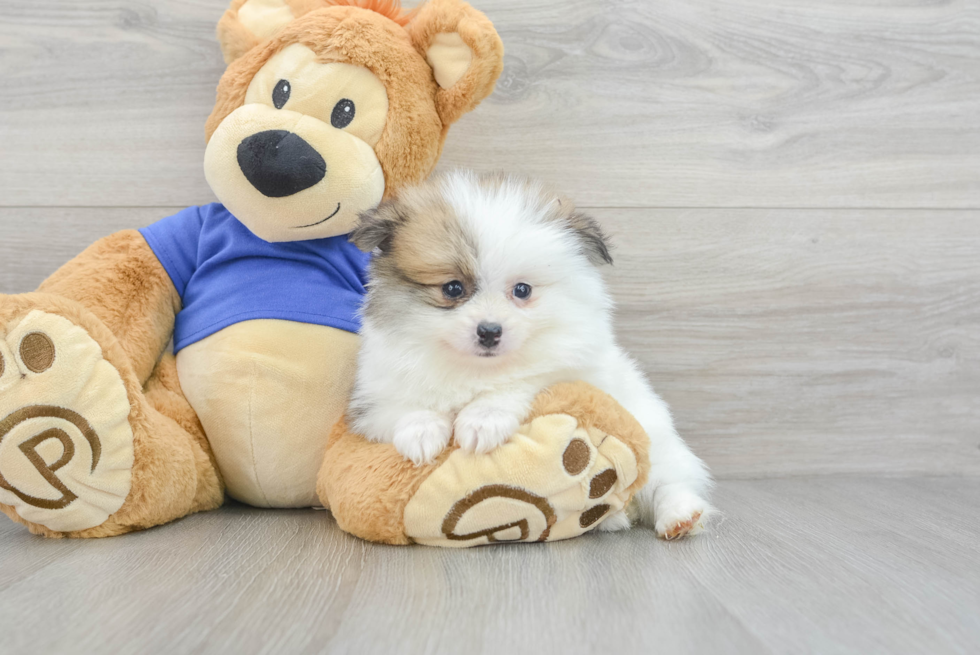 Best Pomeranian Baby