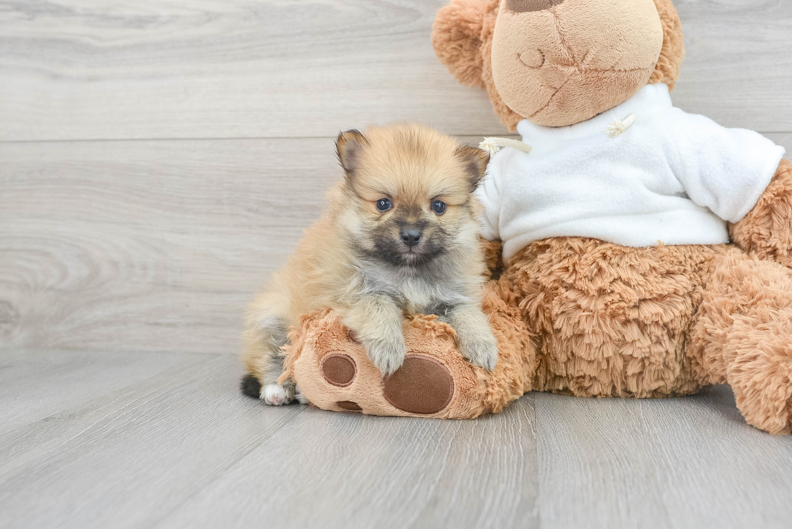 Sweet Pomeranian Purebred Puppy