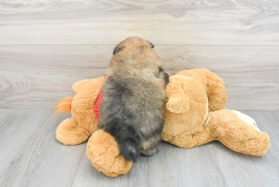 Hypoallergenic Pomeranian Baby
