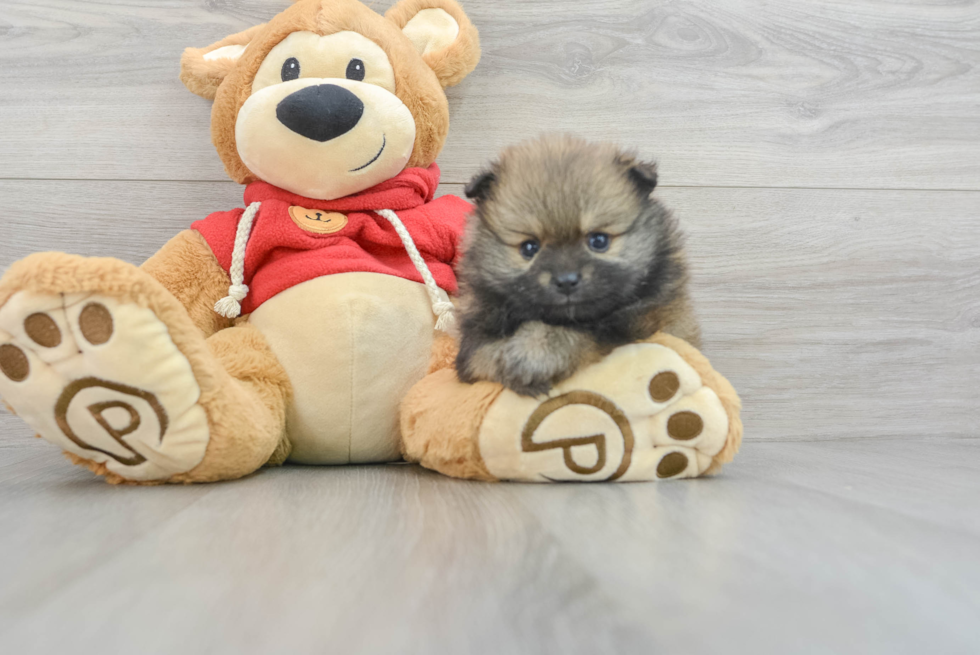 Akc Registered Pomeranian Purebred Pup