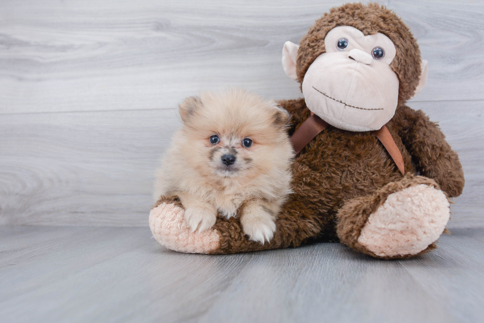 Best Pomeranian Baby