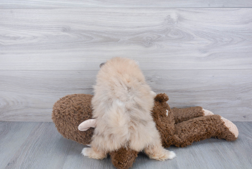 Smart Pomeranian Purebred Puppy