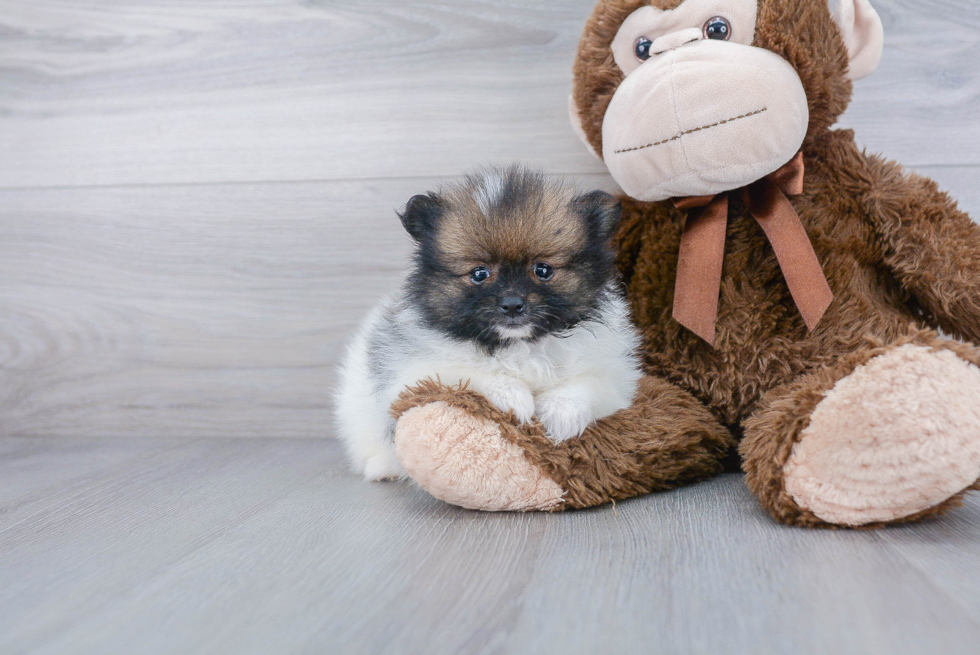 Pomeranian Puppy for Adoption