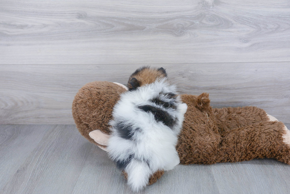 Best Pomeranian Baby