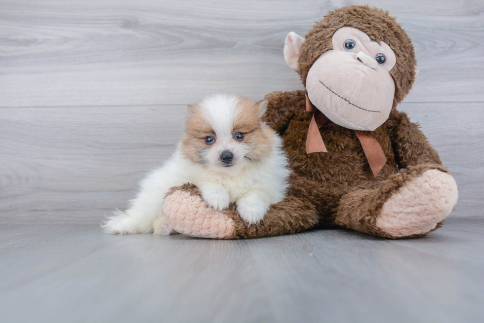 Small Pomeranian Baby