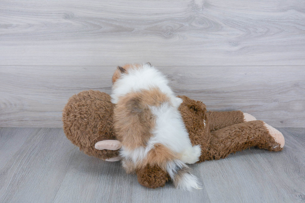 Akc Registered Pomeranian Baby