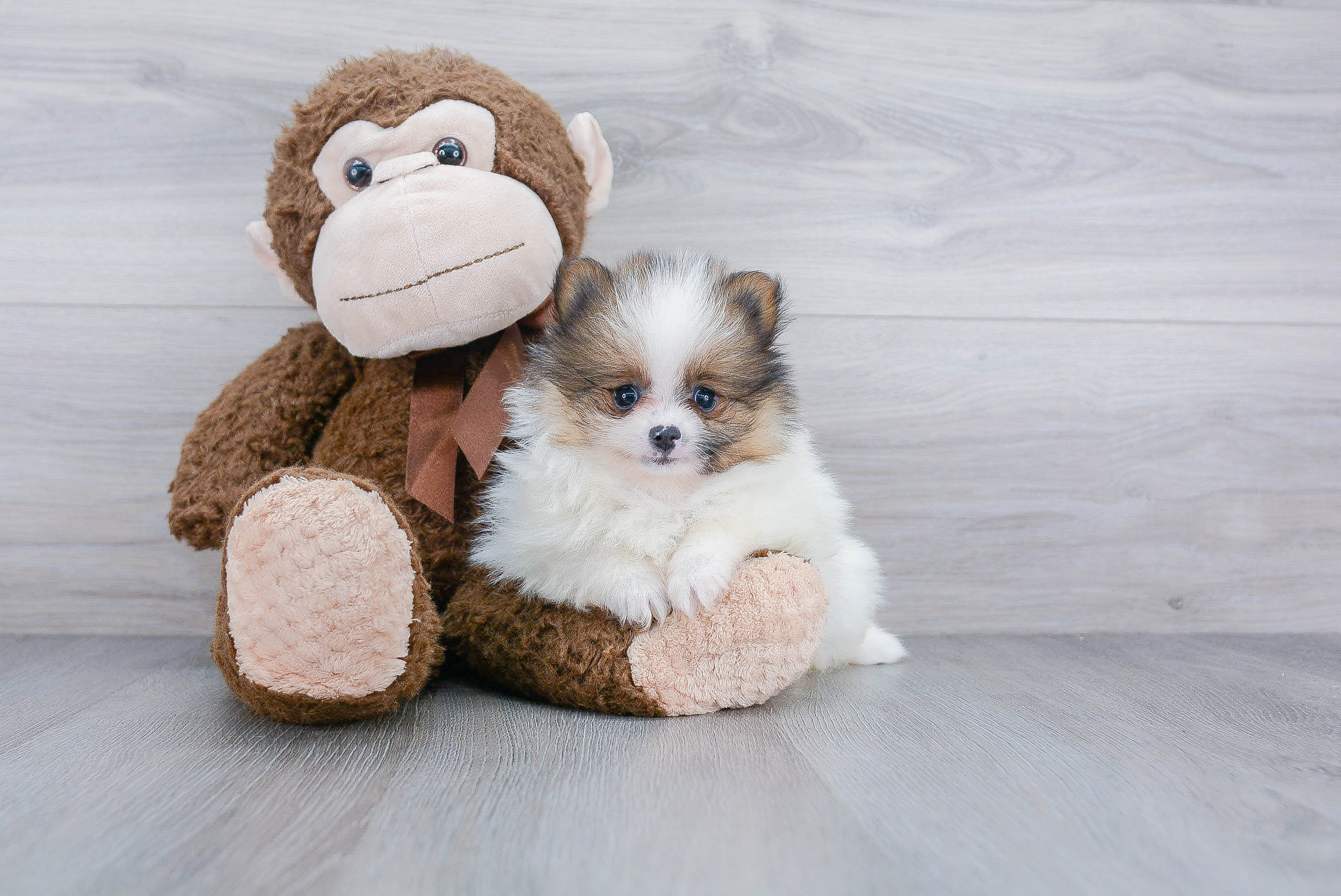 Akc Registered Pomeranian Purebred Pup