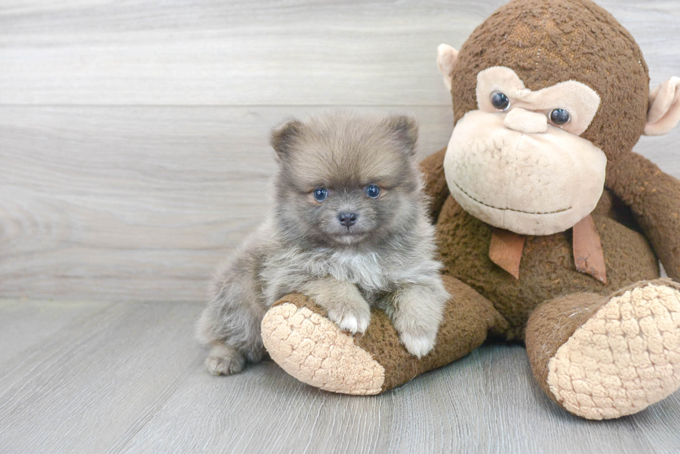 Akc Registered Pomeranian Baby