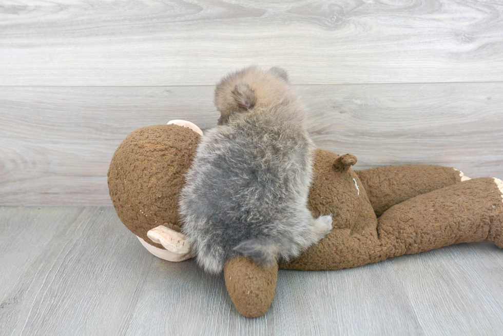 Best Pomeranian Baby