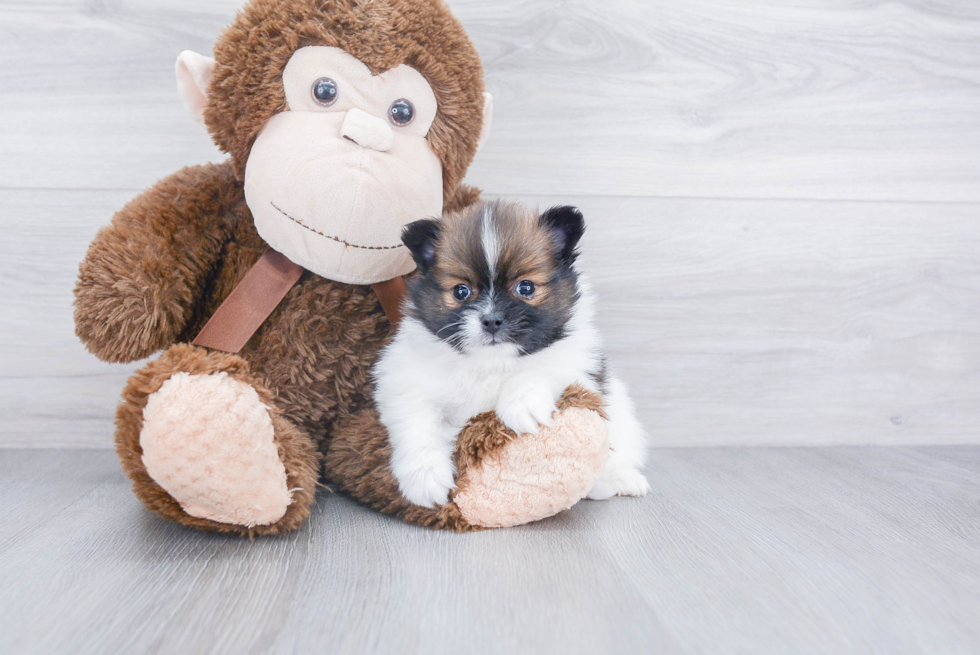 Little Pomeranian Baby