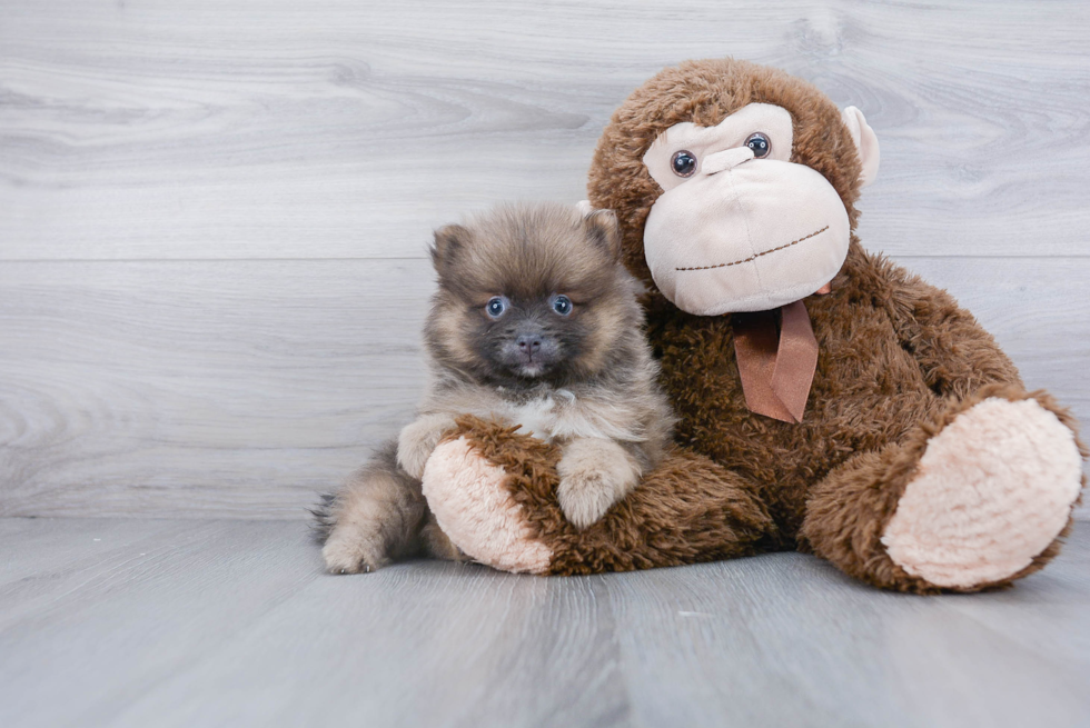 Cute Pomeranian Purebred Puppy