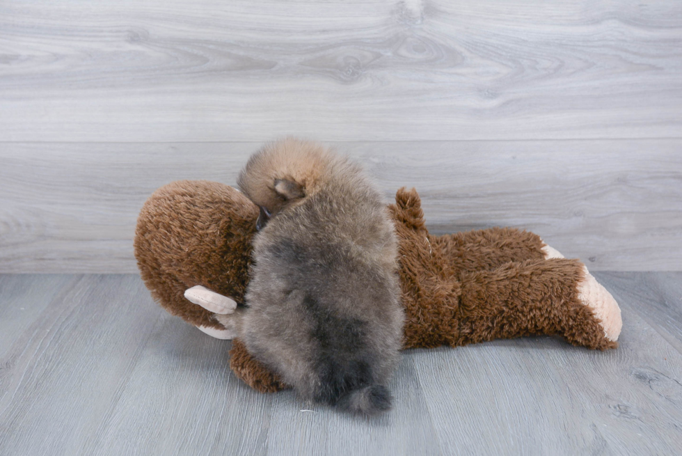 Pomeranian Puppy for Adoption