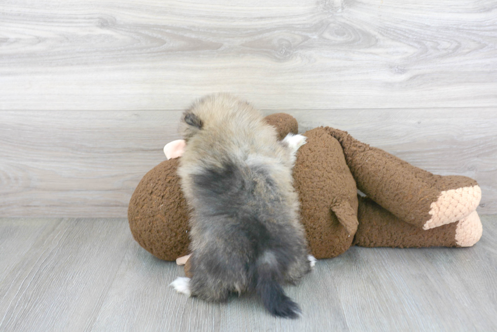 Pomeranian Puppy for Adoption