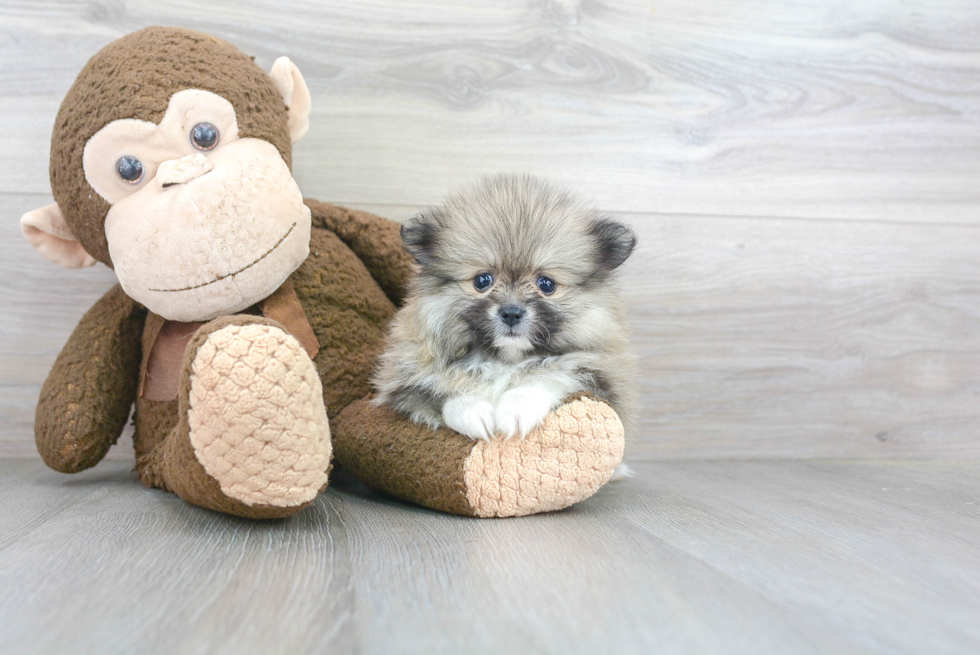 Best Pomeranian Baby