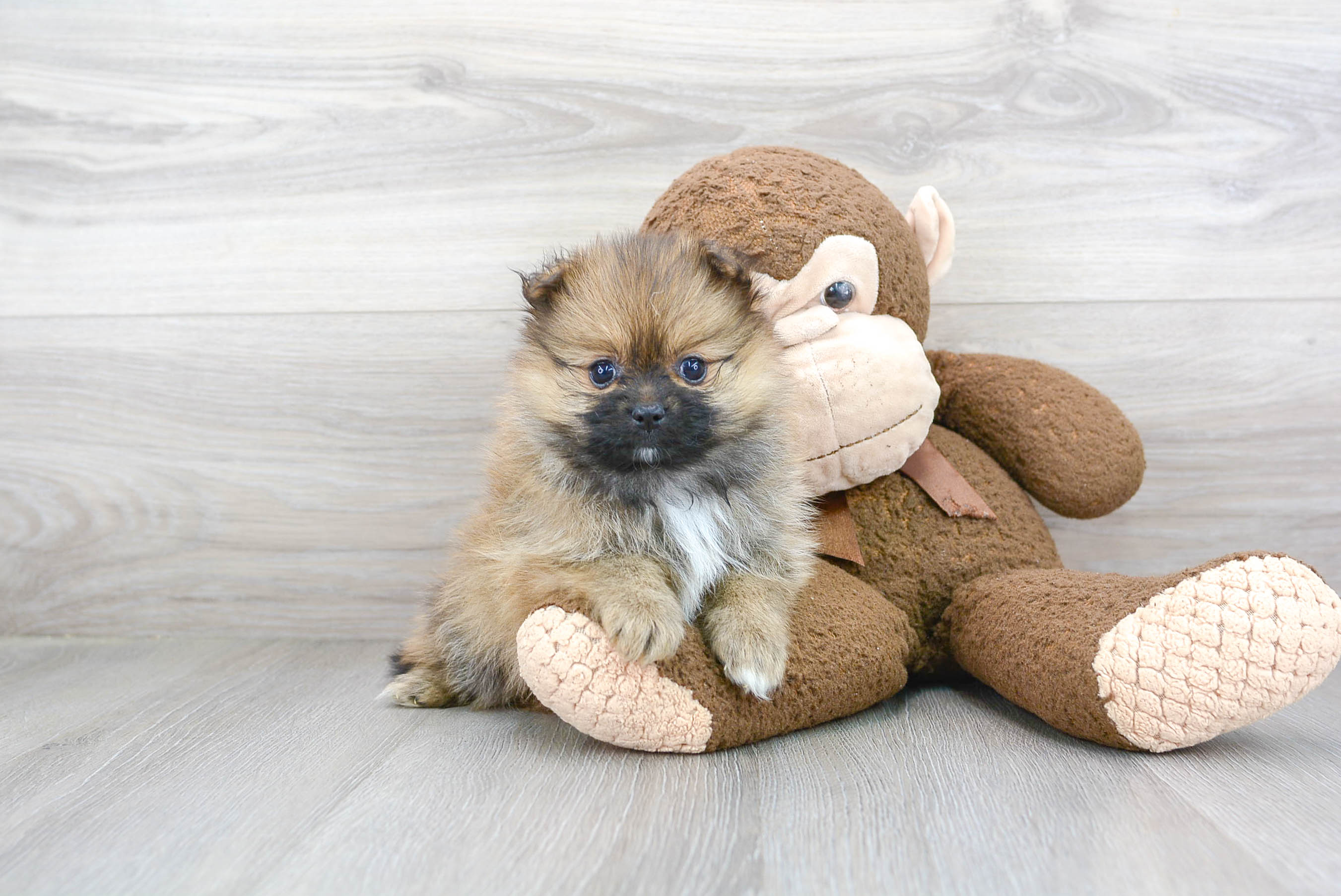 Akc Registered Pomeranian Baby